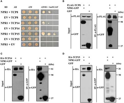 TCP Transcription Factors Interact With NPR1 and Contribute Redundantly to Systemic Acquired Resistance